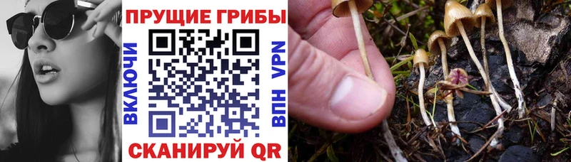 Галлюциногенные грибы GOLDEN TEACHER Острогожск